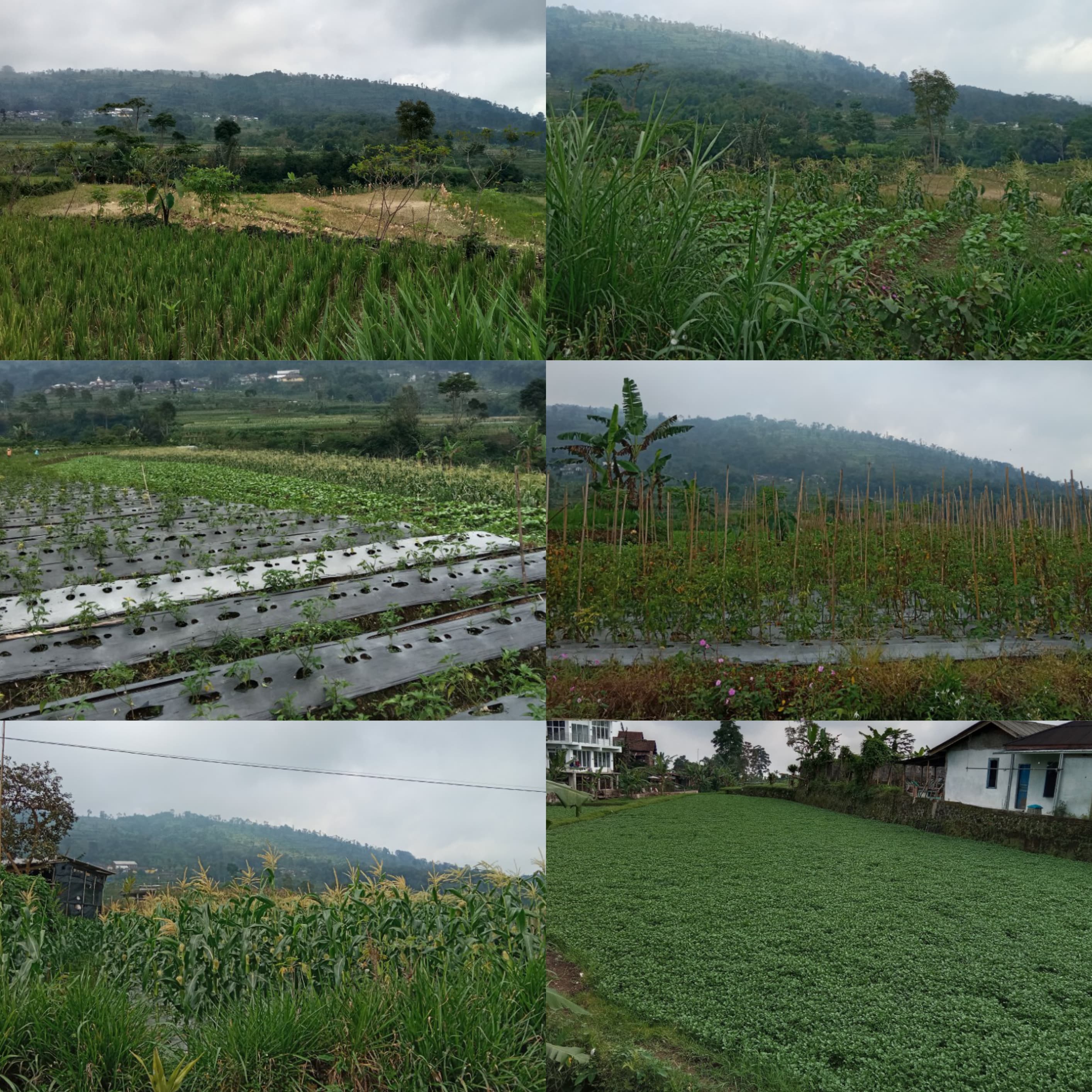 Tari Lengger 3